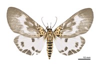 藏品(扭擬燈蛾)的圖片